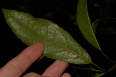 Hedycarya angustifolia