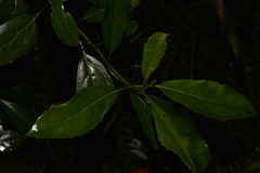 Hedycarya angustifolia