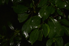 Hedycarya angustifolia