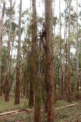 Amyema pendula pendula