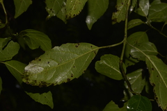 Hedycarya angustifolia