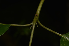 Hedycarya angustifolia