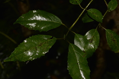 Hedycarya angustifolia