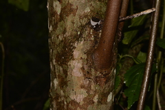 Hedycarya angustifolia