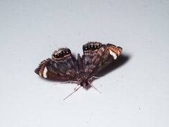 Eugauria albidentata