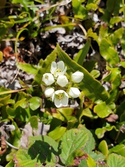 Gentianella chathamica