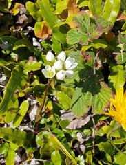Gentianella chathamica