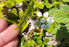Gentianella chathamica
