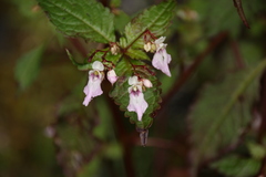 Impatiens tuberculata