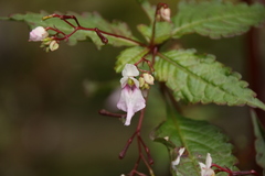 Impatiens tuberculata