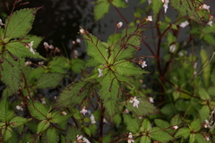 Impatiens tuberculata