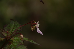 Impatiens tuberculata