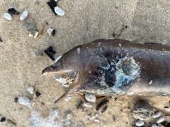 Gymnothorax monochrous