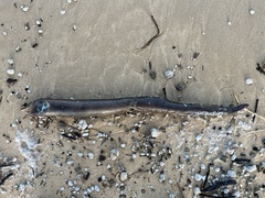 Gymnothorax monochrous