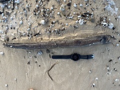 Gymnothorax monochrous