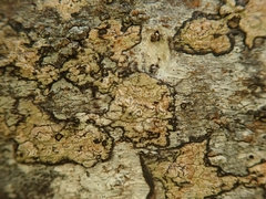 Chiodecton colensoi