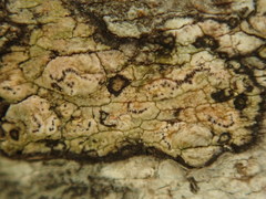 Chiodecton colensoi
