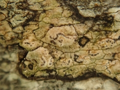 Chiodecton colensoi