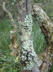 Hypotrachyna spumosa