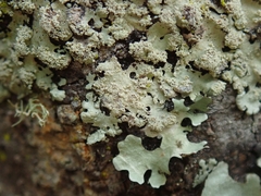 Hypotrachyna spumosa