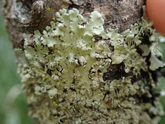 Hypotrachyna spumosa