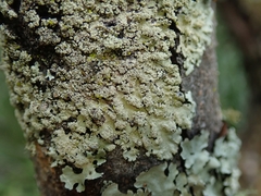 Hypotrachyna spumosa