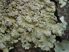 Hypotrachyna spumosa