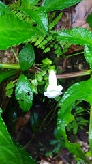 Nautilocalyx mimuloides