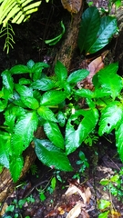 Nautilocalyx mimuloides