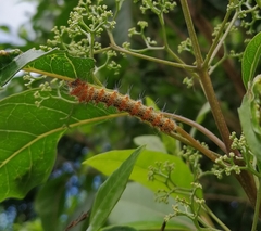 Holocerina smilax