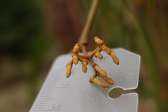 Amyema pendula pendula