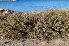 Limbarda crithmoides longifolia