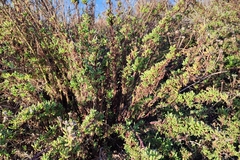 Limbarda crithmoides longifolia