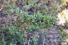 Limbarda crithmoides longifolia