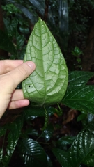 Piper brownsbergense