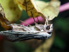 Anicla