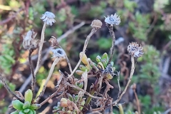Limbarda crithmoides longifolia