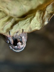 Anicla