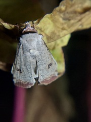 Anicla