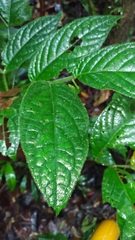 Piper brownsbergense