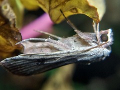 Anicla