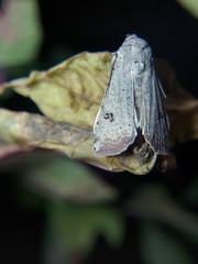 Anicla