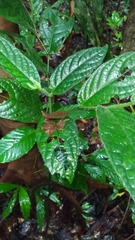 Piper brownsbergense