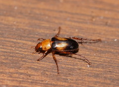 Phyllotocus bimaculatus