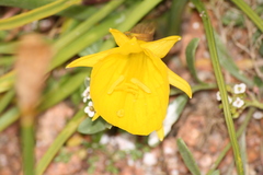Narcissus obesus