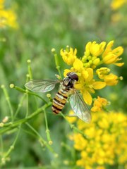 Episyrphus balteatus