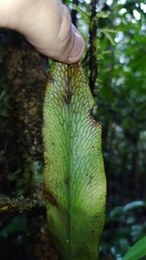 Polytaenium