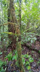 Polytaenium