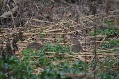 Oryctolagus cuniculus