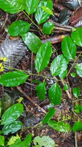 Image of Banara guianensis by (c) Guillaume Delaitre, some rights reserved (CC BY)